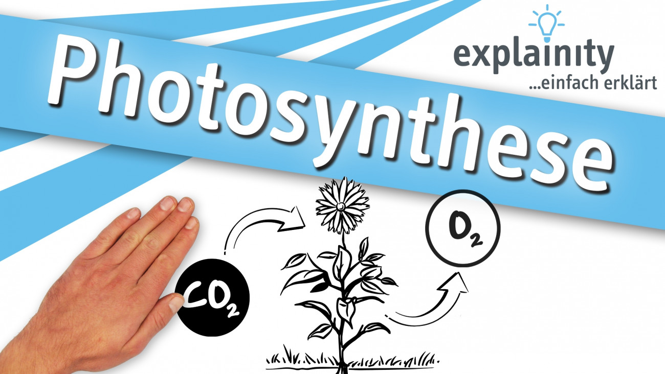 Photosynthese Explainity Thumbnail